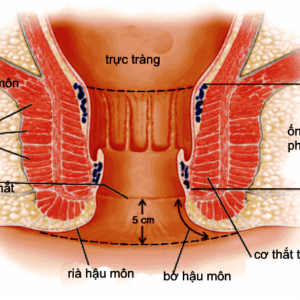 Giải phẫu ống hậu môn và bản chất bệnh trĩ
