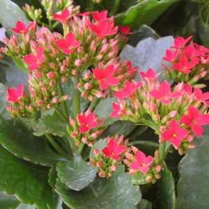 Những lưu ý khi chữa trĩ theo cách dân gian