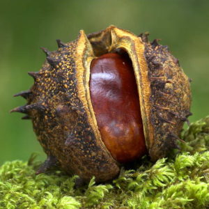 Tác dụng của hạt dẻ ngựa với người bệnh trĩ