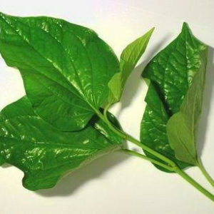 Lá trầu không điều trị bệnh trĩ