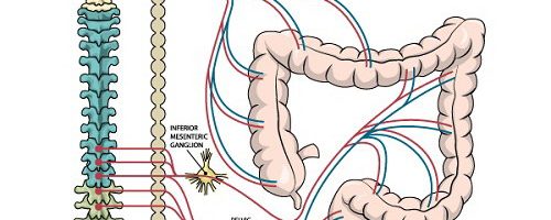 Cấu tạo và phương thức hoạt động của hậu môn