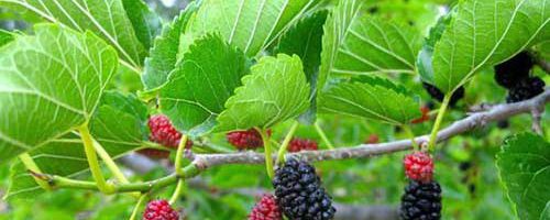 Lá dâu tằm trong điều trị bệnh trĩ