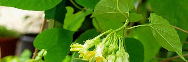 Mẹo điều trị bệnh lòi dom bằng các phương pháp dân gian