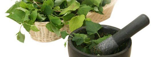 Cách điều trị bệnh lòi dom bằng rau diếp cá