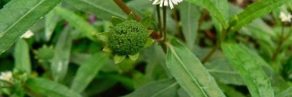 Điều trị bệnh trĩ bằng cây cỏ mực như thế nào cho mau khỏi bệnh nhất?