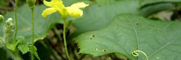 Điều trị bệnh trĩ bằng sử dụng hoa mướp hiệu quả