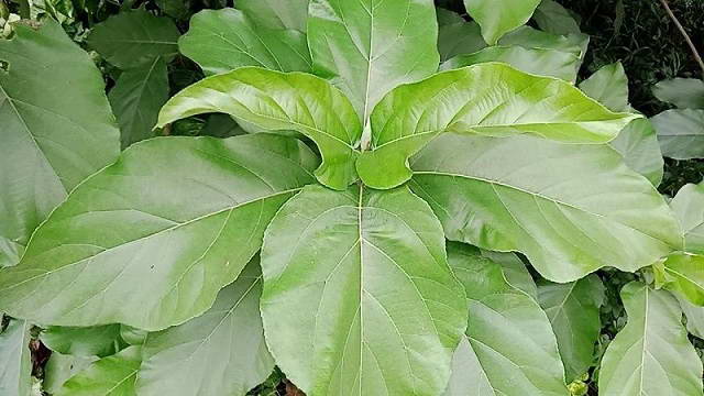 Người bệnh trĩ dùng lá ngái cần lưu ý những gì ?